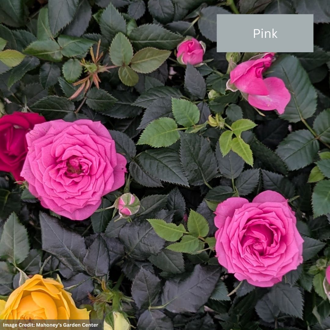 Mini Rose – 6″ Pot